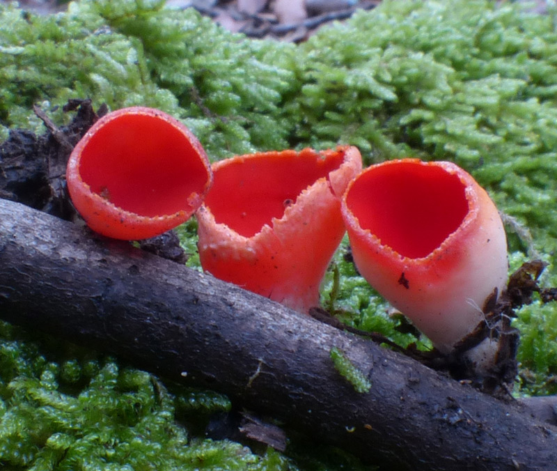 Sarcoscypha coccinea 555.jpg