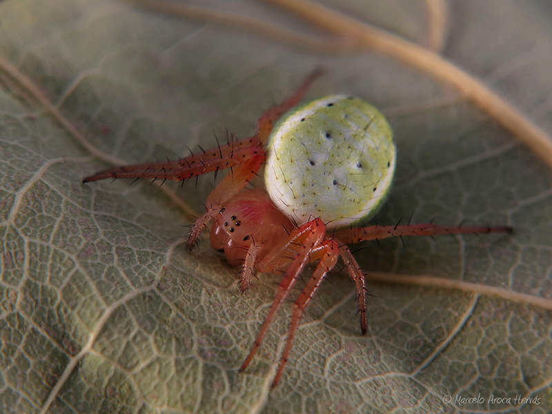 Araniella cf. curcurbitina hembra 1.jpg