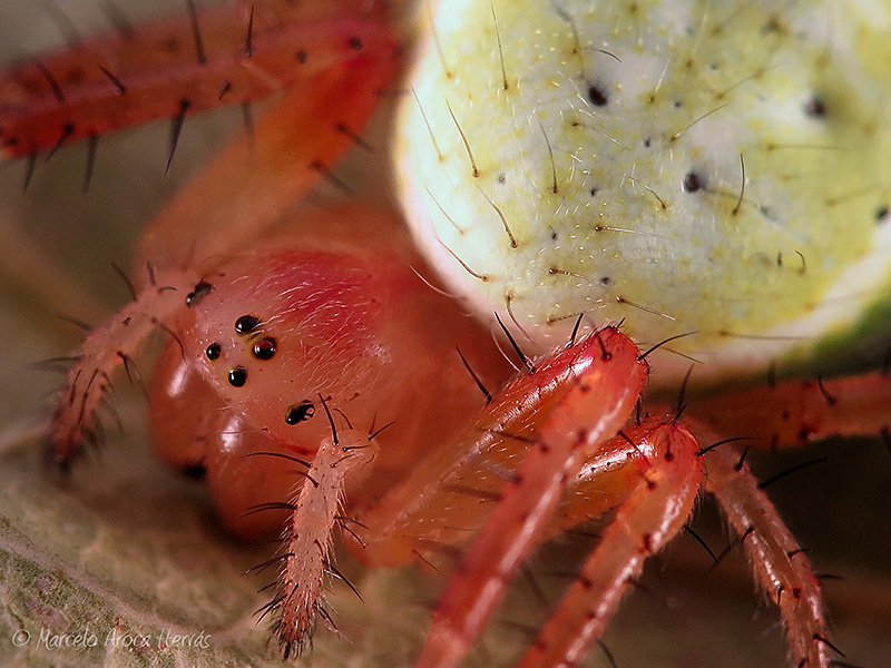 Araniella cf. curcurbitina hembra 2.jpg