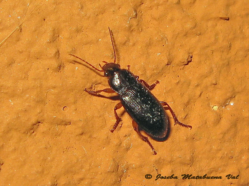 Coleoptera 150813 306 bu.jpg
