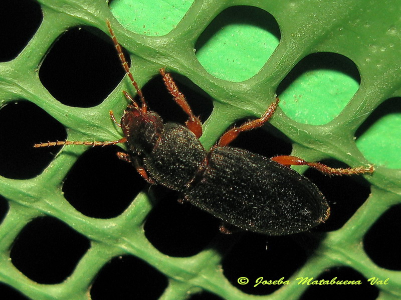 Coleoptera 150813 412 bu.jpg