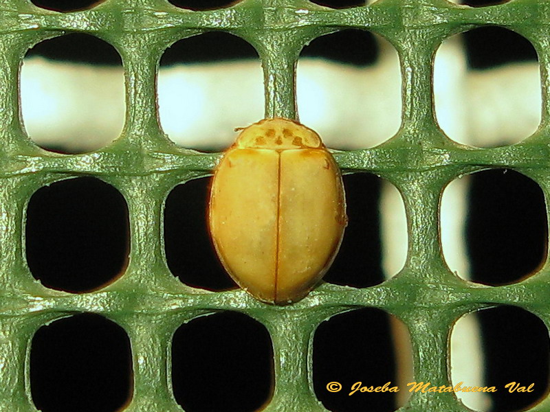 Coleoptera 150813 342 bu.jpg