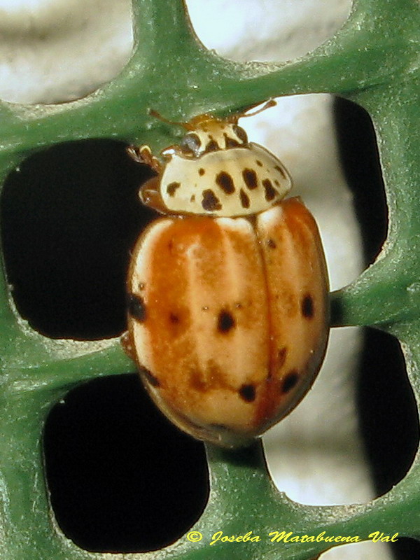 Coleoptera 150813 394 bu.jpg