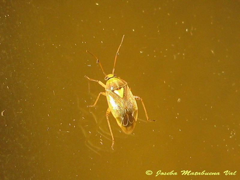 Hemiptera 150813 262.jpg
