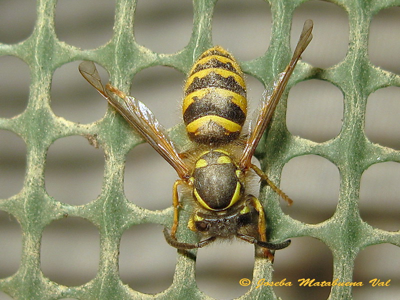 Hymenoptera 150813 349 bu.jpg