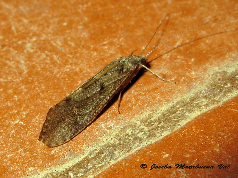 Trichoptera 150813 328 bu.jpg