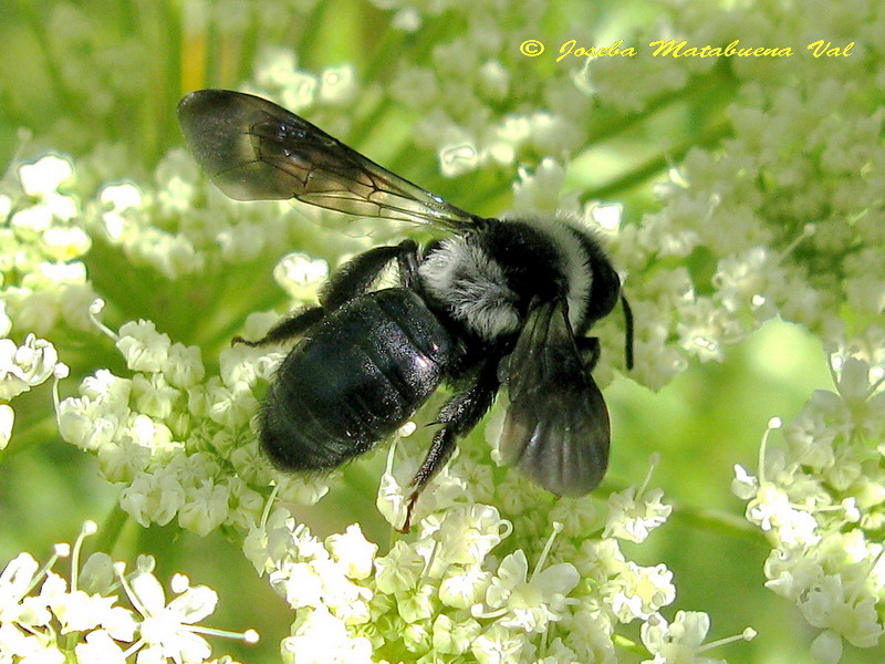 Andrena sp. (Hymenoptera-Andrenidae) 160709 222 oki.jpg