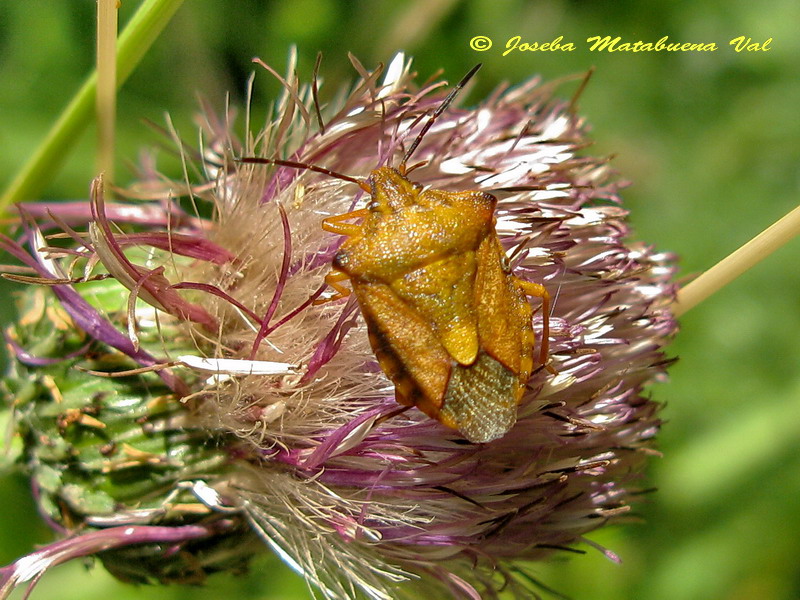 Carpocoris mediterraneus 160709 217.jpg