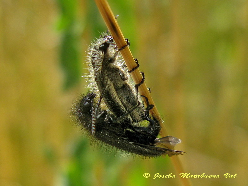 Enicopus sp. (Cleroidea-Dasytidae) 160709 013 oki.jpg