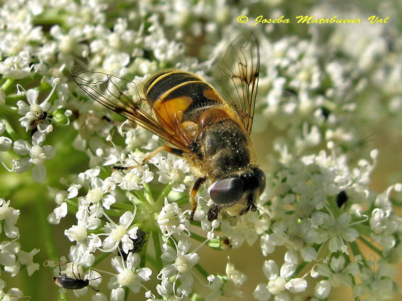 Eristalis arbustorum (Diptera-Syrphidae) 160709 070 oki.jpg