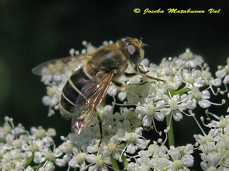 Eristalis arbustorum hembra (Diptera-Syrphidae) 160709 153 oki.jpg