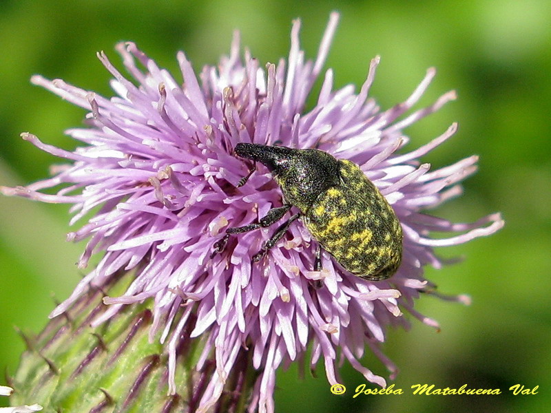 Larinus turbinatus (Curculionoidea-Curculionidae) 160709 121.jpg