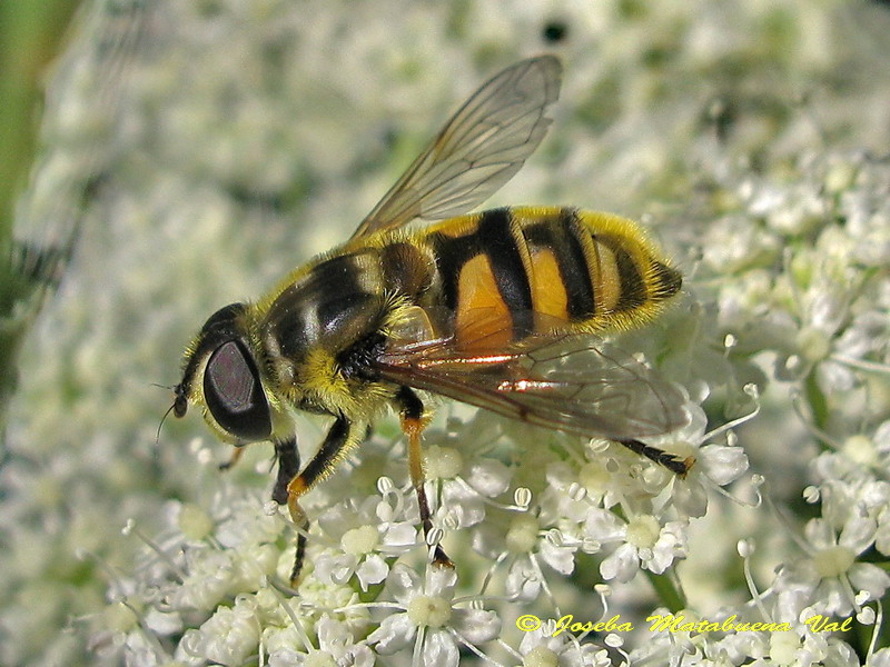 Myathropa florea (Diptera-Syrphidae) 160709 158 oki.jpg