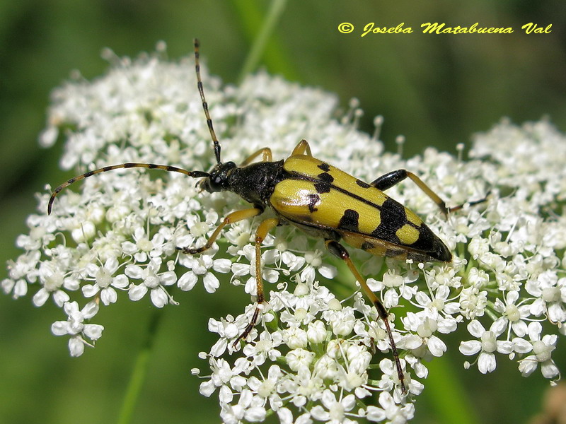 Rutpela (Strangalia) maculata (Chrysomeloidea-Cerambycidae) 160709 106.jpg