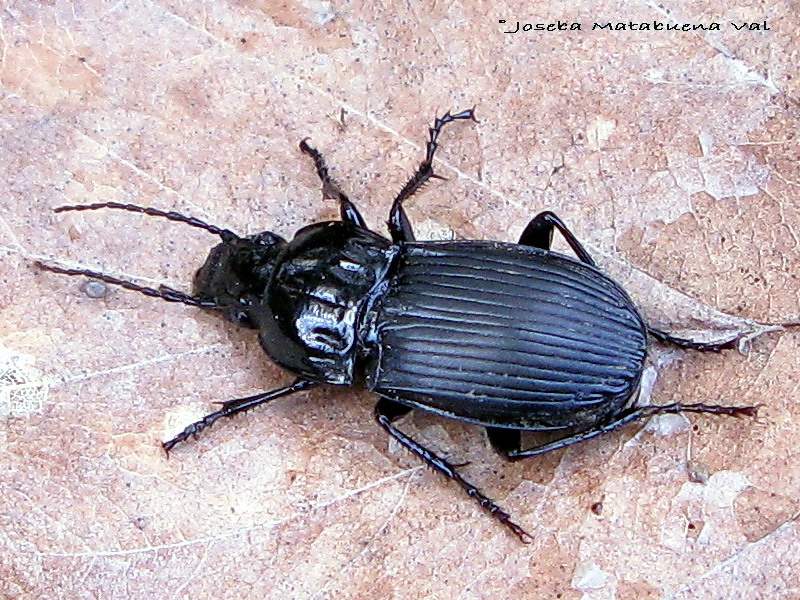 Abax parallelepipedus o Pterostichus (Pseudomaseus) nigrita - Carabidae - Coleoptera 080414 093.jpg