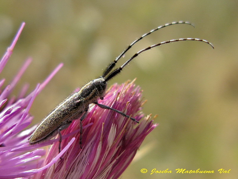 Agapanthia cardui-suturalis - Cerambycidae - Coleoptera 120623 169.jpg