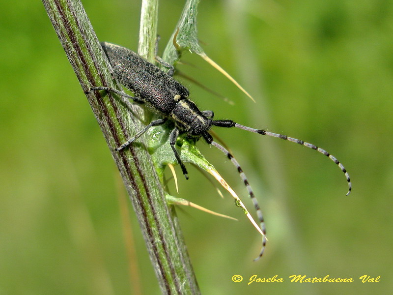 Agapanthia villosoviridescens Cerambycidae - Coleoptera 130803 202.jpg