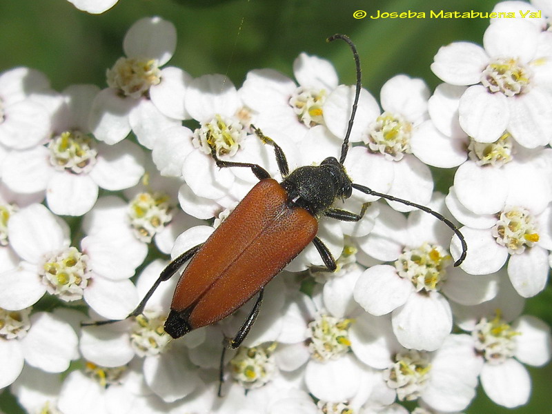 Anastrangalia sanguinolenta - Cerambycidae - Coleoptera 110809 213.jpg