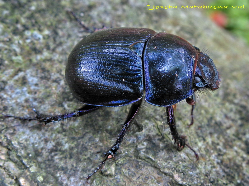 Anoplotrupes stercorosus - Geotrupidae - Coleoptera 100621 4201 okbv.jpg