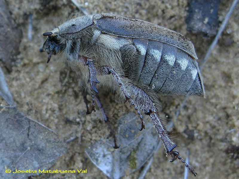 Anoxia villosa - Melolonthidae - Coleoptera 090531 227.jpg