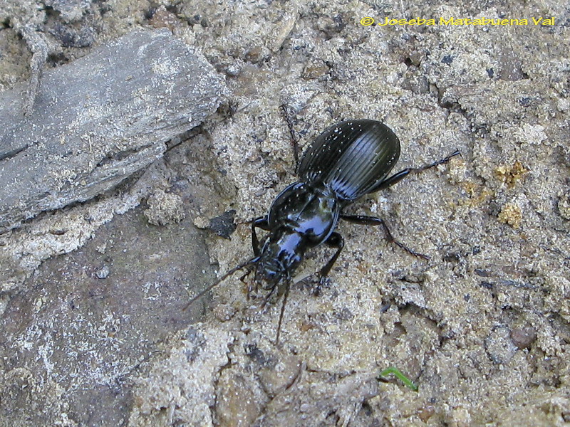 Asteropus sp. 090927 038 okbv.jpg