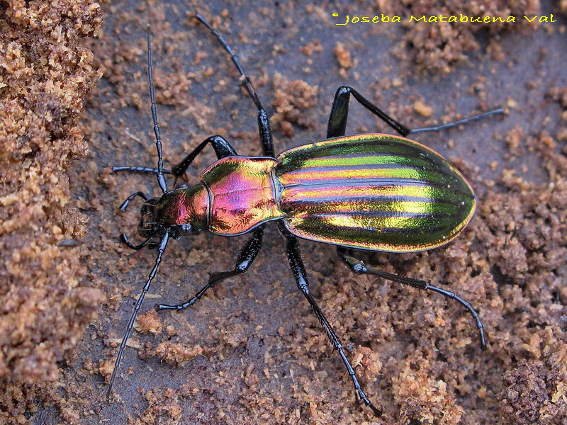 Carabus (Chrysocarabus) basilicus basilicus - Carabidae - Coleoptera 080203 067 okbv.jpg