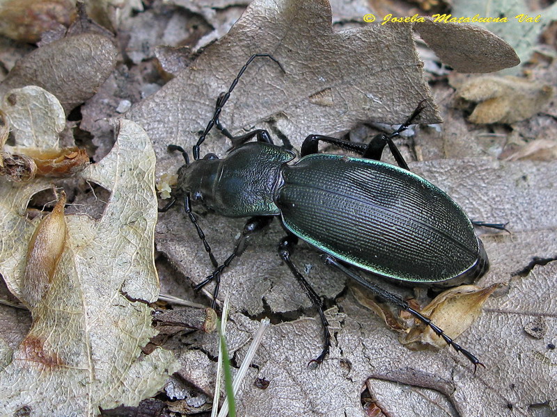 Carabus (Megodontus) violaceus aurichalceus 110724 006 okbv.jpg