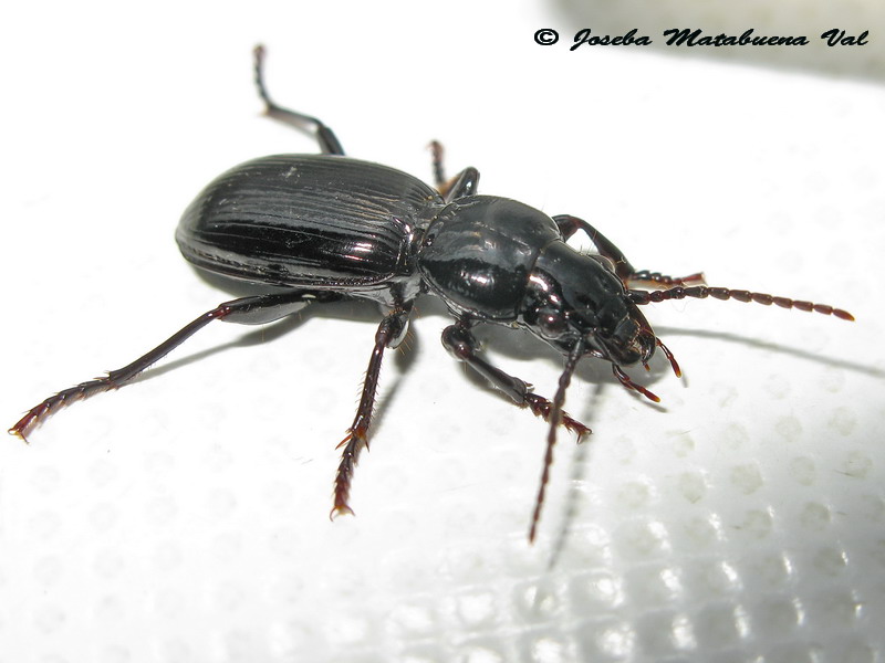Carabidae - Coleoptera 130603 385 bv.jpg