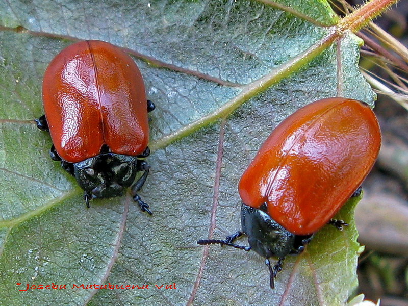 Chrysomela populi - Chrysomelidae - Coleoptera 080630 059.jpg