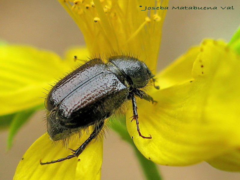 Chasmatopterus sp. - Melolonthidae - Coleoptera 100704 183.jpg