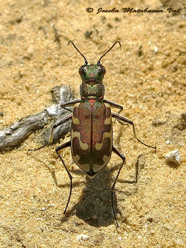 Cicindela iberica - Carabidae - Coleoptera 150628 063.jpg