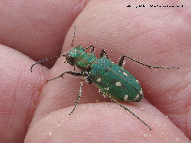 Cicindela campestris - Carabidae - Coleoptera 110421 014.jpg