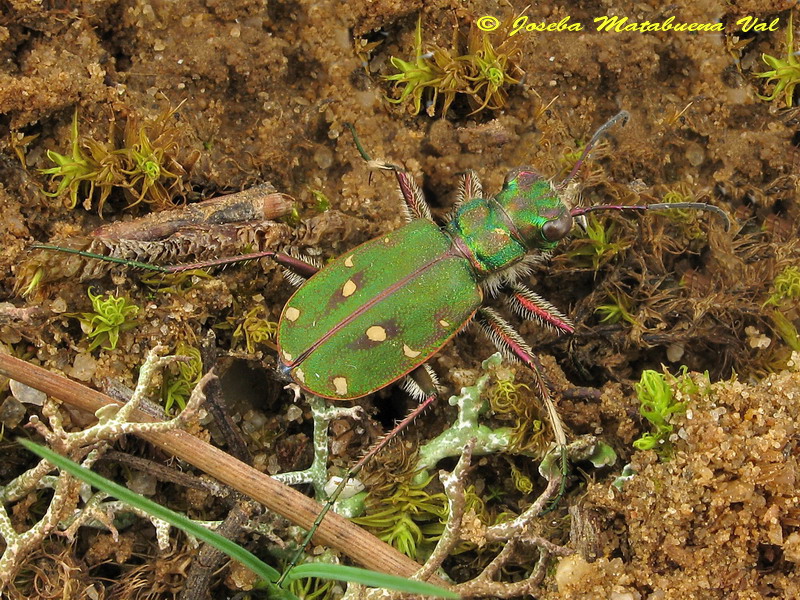 Cicindela maroccana - Carabidae - Coleoptera 130328 041 okbv.jpg