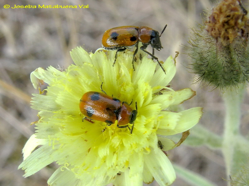 Coptocephala scopolina - Chrysomelidae - Coleoptera 1108823 023 bv.jpg