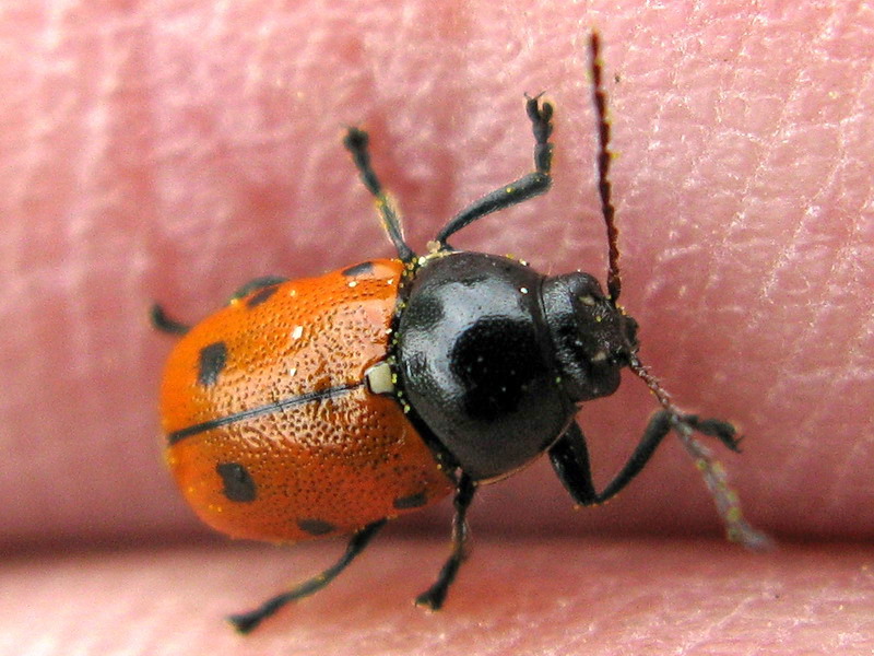 Cryptocephalus lividimanus - Chrysomelidae - Coleoptera 080615 194 okbv.jpg