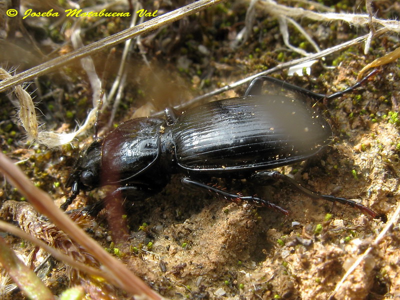 Carabidae - Coleoptera 130603 241.jpg
