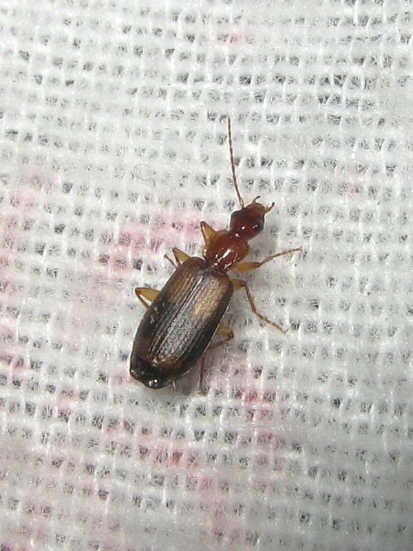 Carabidae - Coleoptera 120817 139.jpg