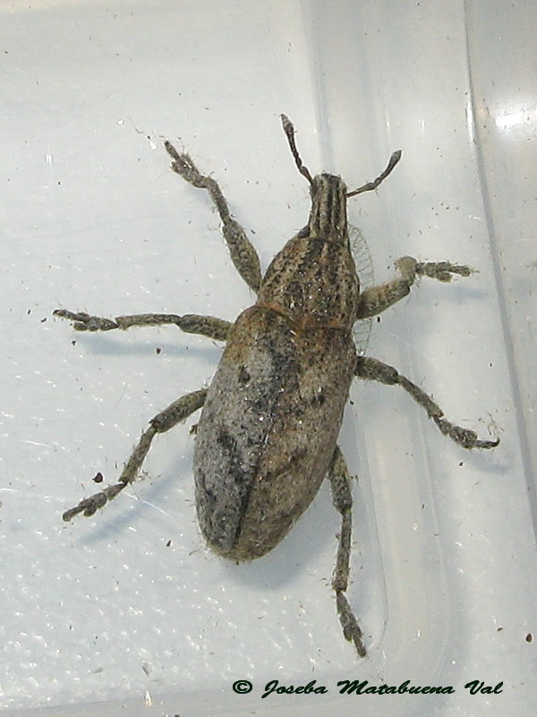 Cleonis pigra - Curculionidae - Coleoptera 120817 015 okbv.jpg
