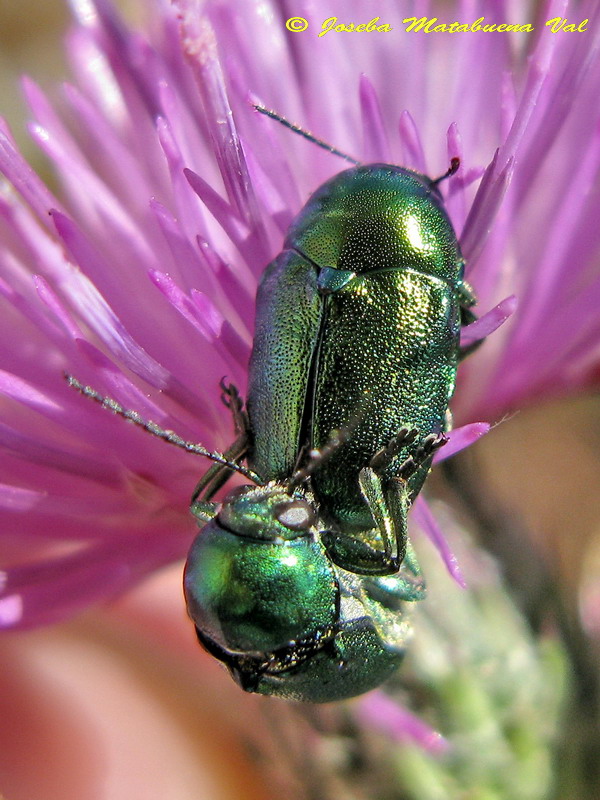 Cryptocephalus sp. - Chrysomelidae - Coleoptera 120623 148.jpg