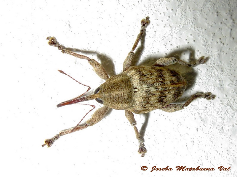 Curculio sp. - Curculionidae - Coleoptera 130712 009 macho.jpg