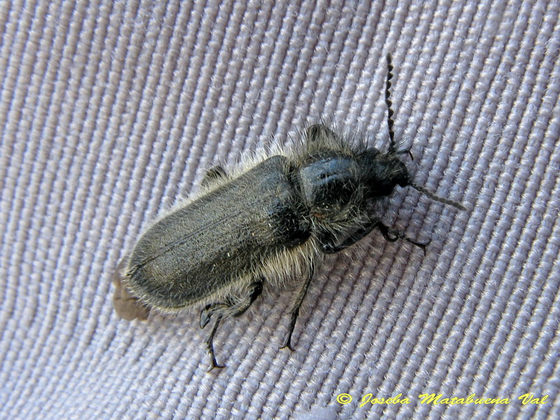 Enicopus pilosus - Dasytidae - Coleoptera 120623 062.jpg