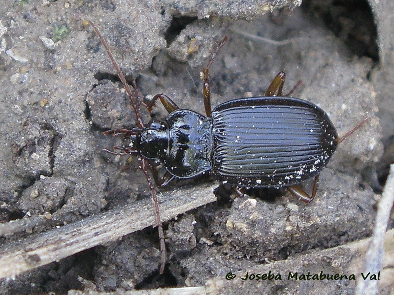 Pterostichus oblongopunctatus - Carabidae - Coleoptera 060408 199 bu.jpg