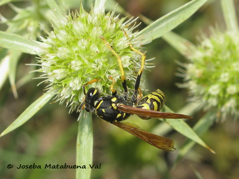 Polistes sp. - Vespidae - Hymenoptera 170715 7411 bu.jpg