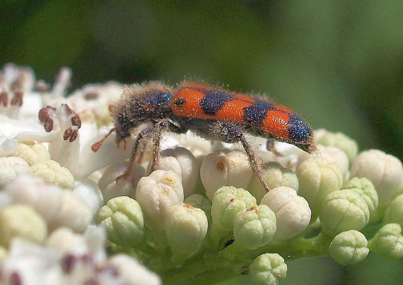 Trichodes apiariusR8.jpg