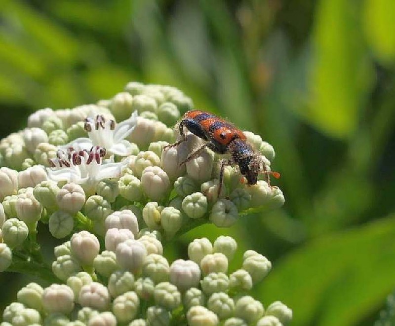 Trichodes apiariusR4.jpg