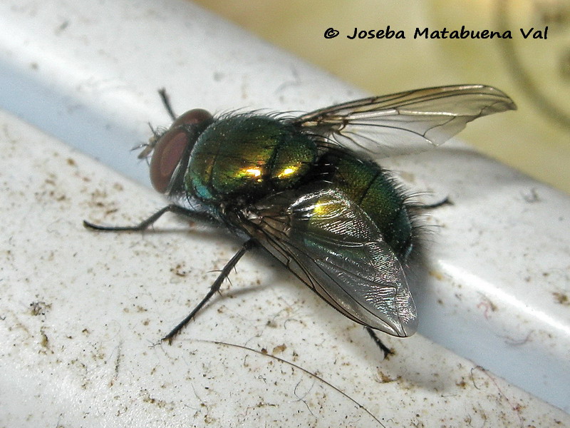 170412 1620 bi Lucilia sp. - Calliphoridae - Diptera.jpg