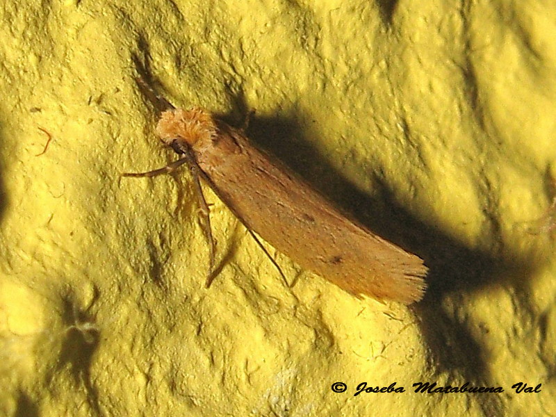 Tinea pellionella - Tineidae 161119 056 oknm-bi.jpg