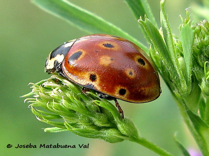 Anatis ocellata - Coccinellidae - coleoptera 170806 8399 le.jpg