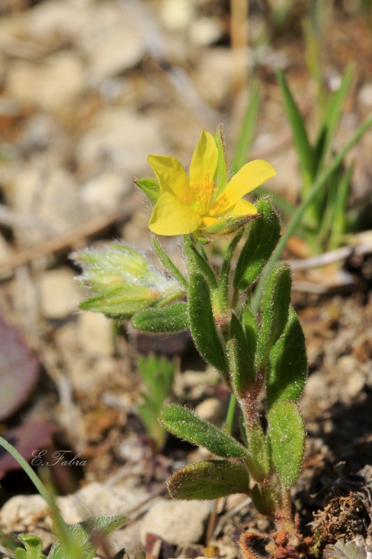 helianthemum cf. angustatum (6).jpg