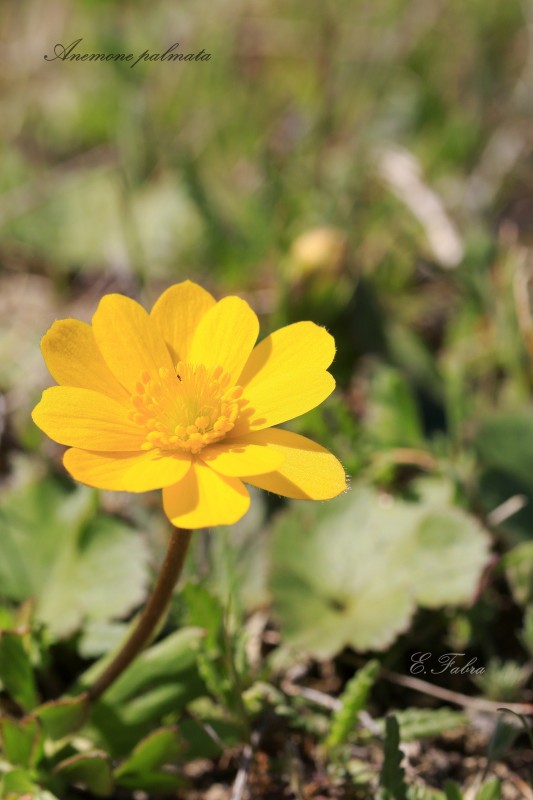 Anemone palmata (1).jpg